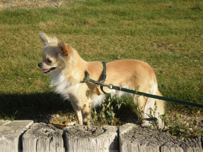 Photo de Chihuahua  poil long