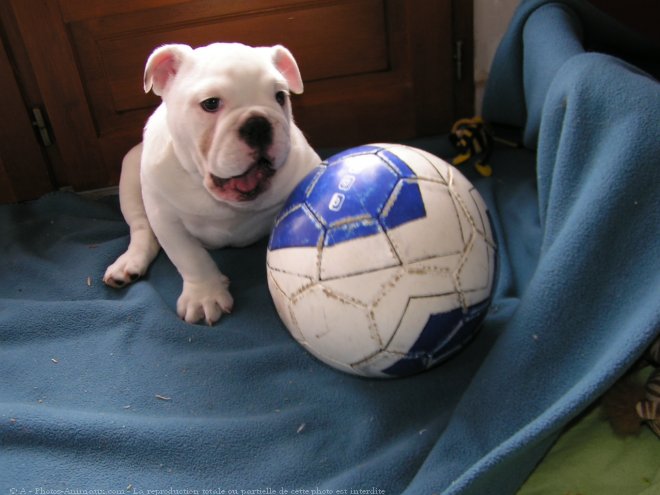 Photo de Bulldog