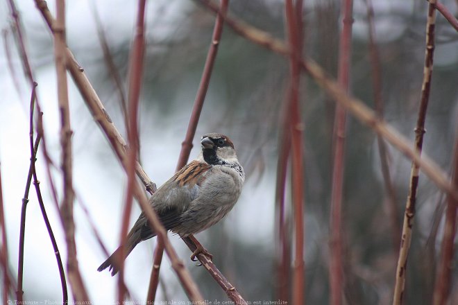 Photo de Moineau