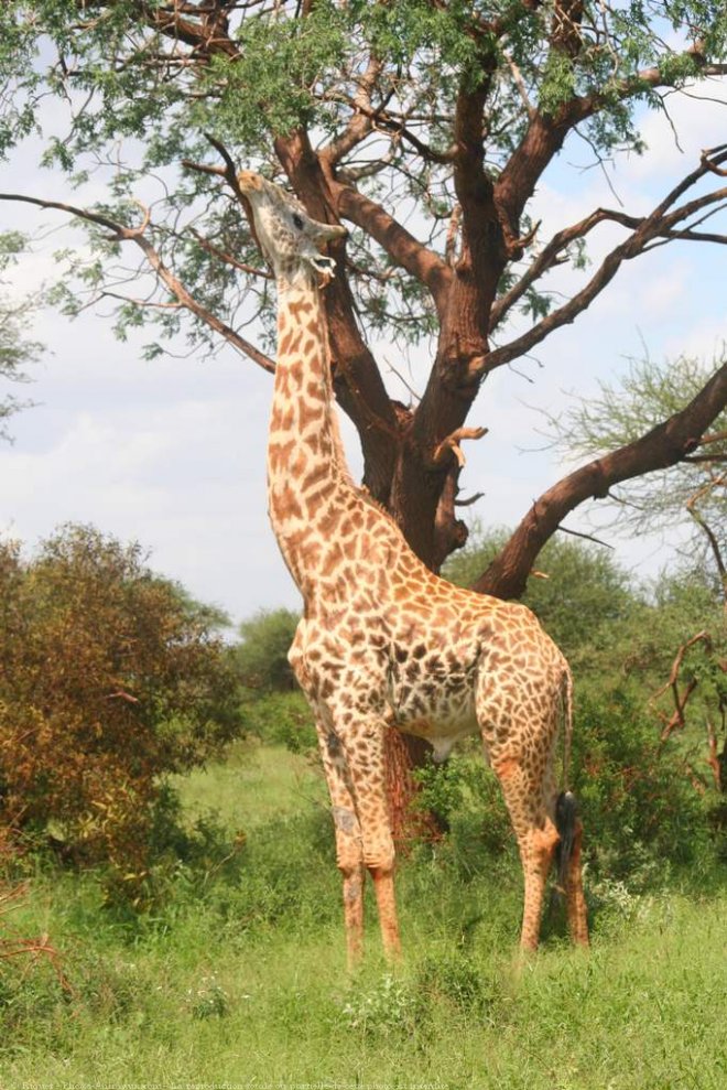 Photo de Girafe