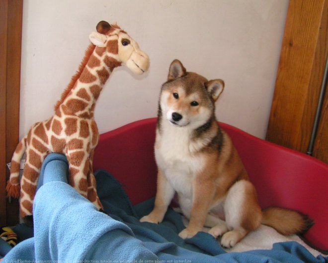 Photo de Shiba