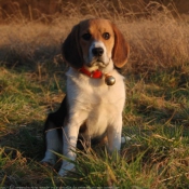 Photo de Beagle