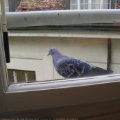 Photo de Pigeon