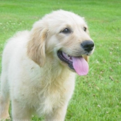 Photo de Golden retriever