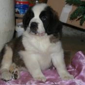 Photo de Saint-bernard poil long