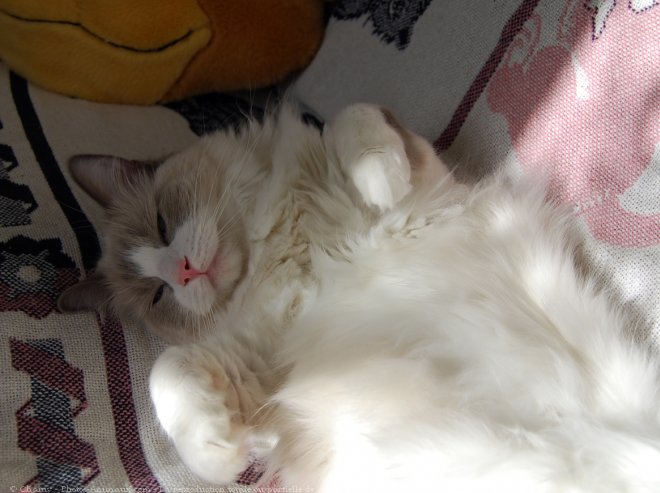 Photo de Ragdoll