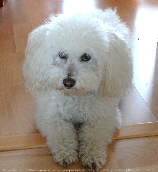 Photo de Bichon  poil fris