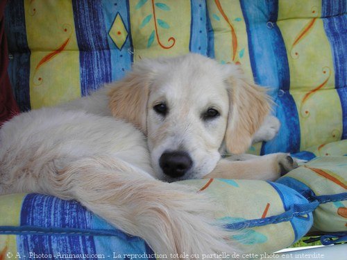 Photo de Golden retriever