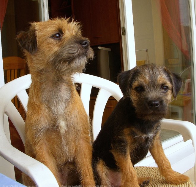 Photo de Border terrier