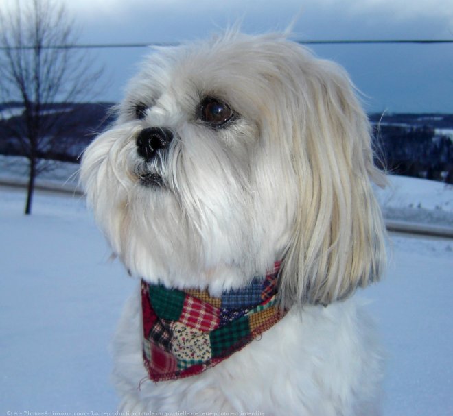 Photo de Shih tzu