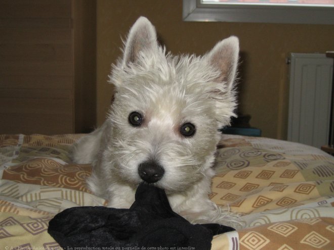 Photo de West highland white terrier