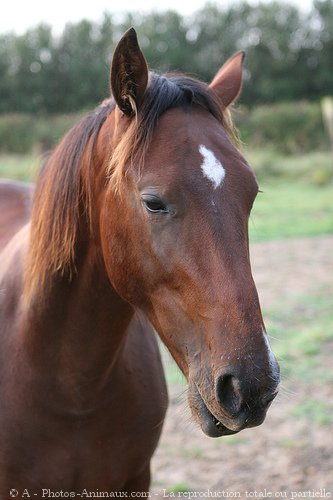 Photo de Trotteur franais