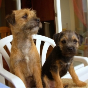 Photo de Border terrier