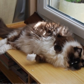 Photo de Ragdoll