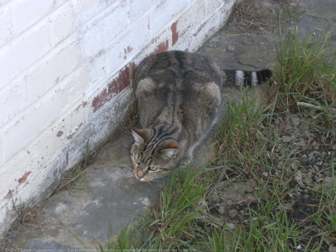 Photo de Chat domestique