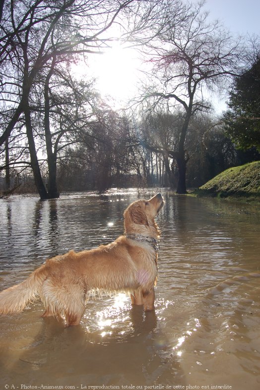 Photo de Golden retriever