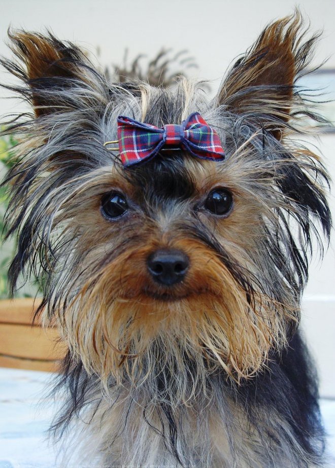 Photo de Yorkshire terrier