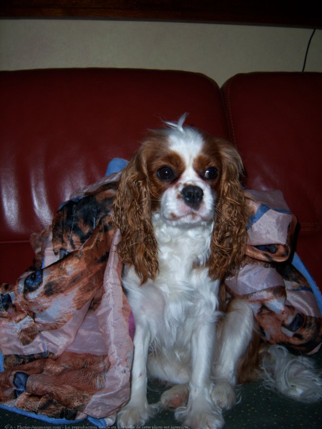 Photo de Cavalier king charles spaniel