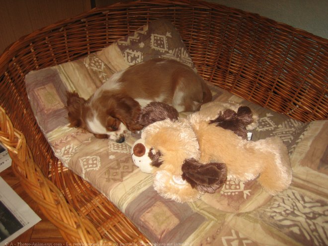 Photo de Cavalier king charles spaniel