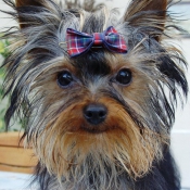 Photo de Yorkshire terrier