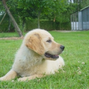 Photo de Golden retriever