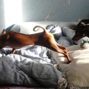 Photo de Pinscher nain