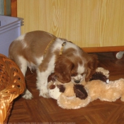 Photo de Cavalier king charles spaniel