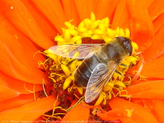 Photo d'Abeille