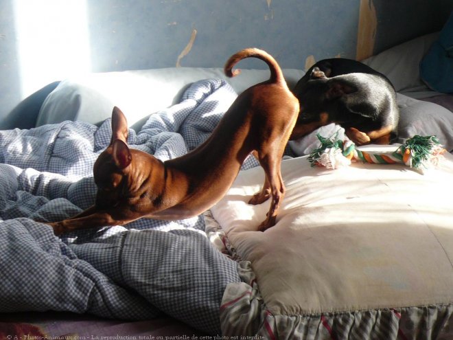 Photo de Pinscher nain