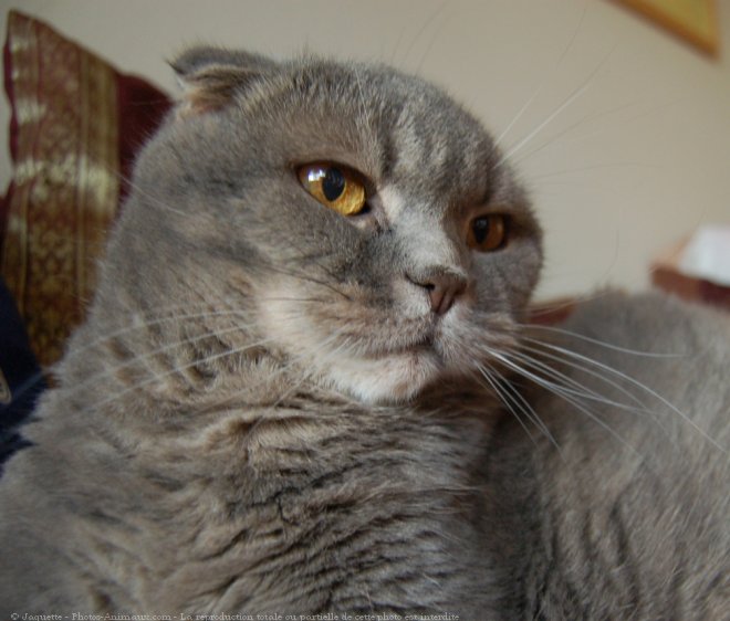 Photo de Scottish fold