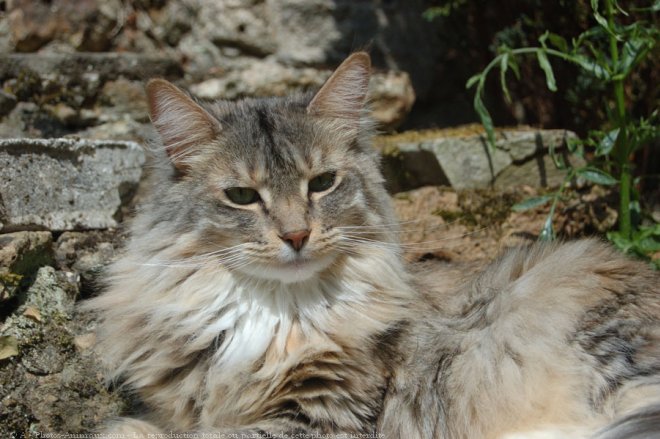 Photo de Maine coon