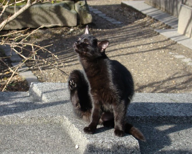 Photo de Chat domestique