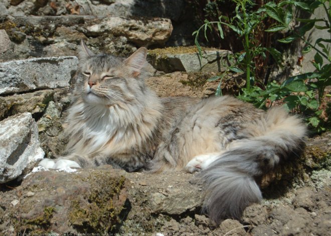 Photo de Maine coon