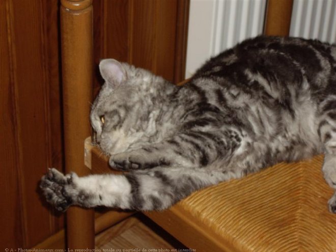 Photo de Selkirk rex poil court