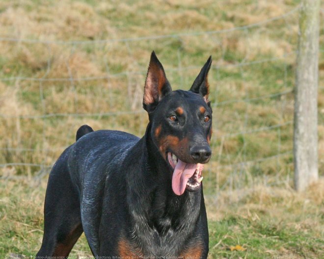 Photo de Dobermann