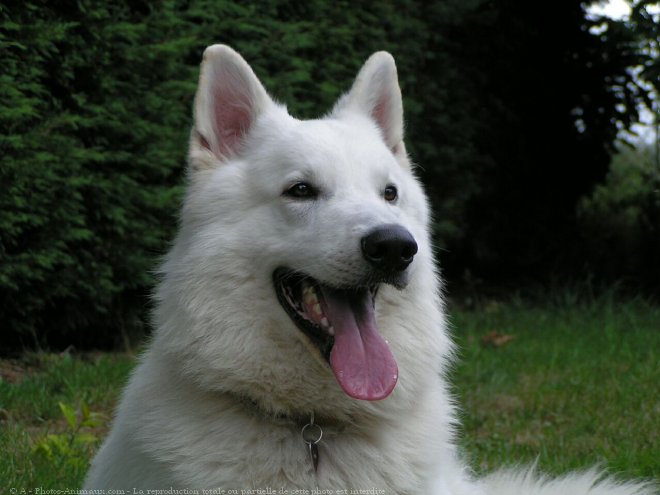 Photo de Berger blanc suisse