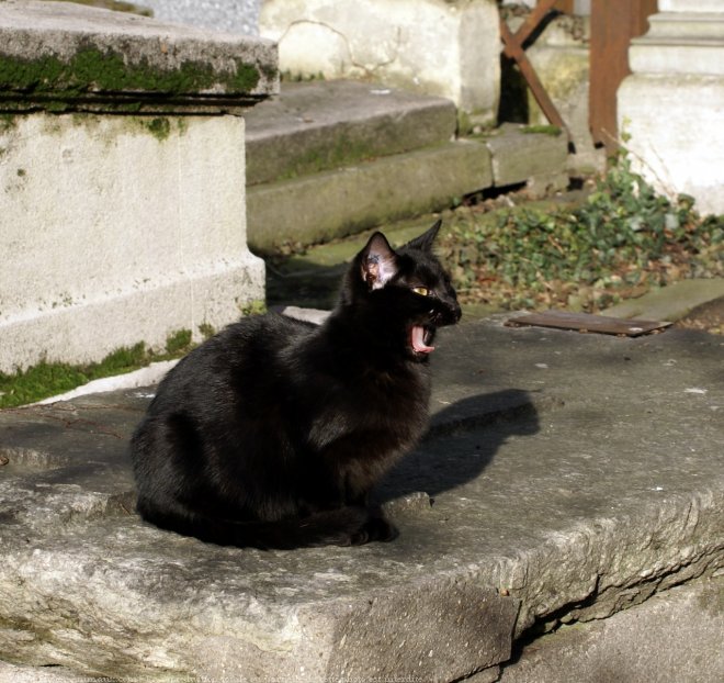 Photo de Chat domestique