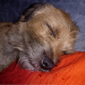 Photo de Border terrier