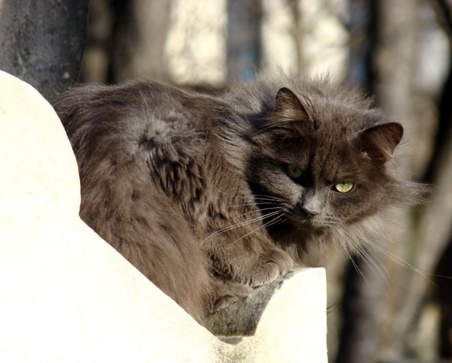 Photo de Chat domestique