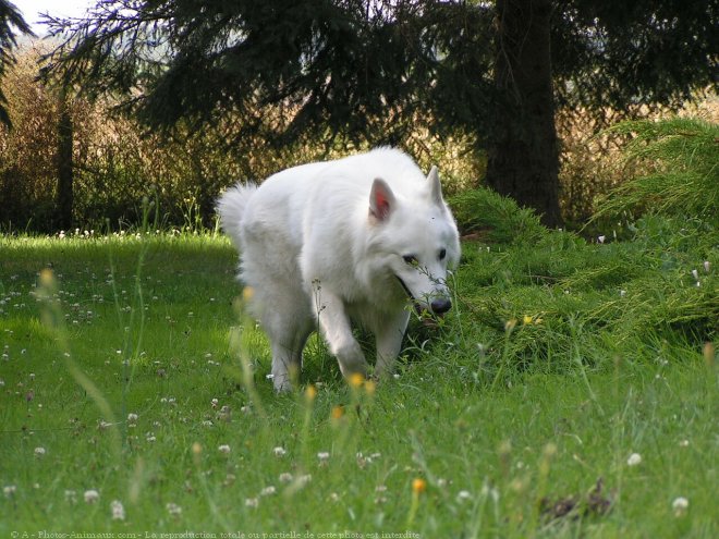 Photo de Berger blanc suisse