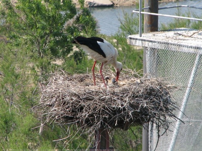 Photo de Cigogne