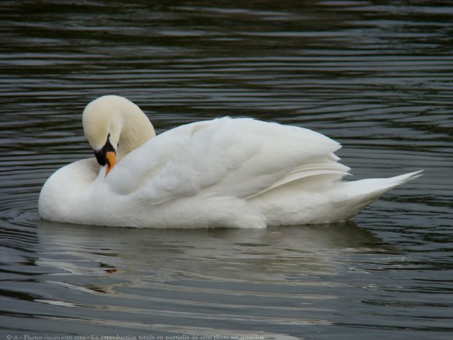 Photo de Cygne