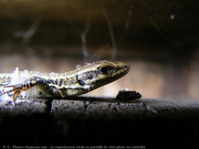 Photo de Lezard