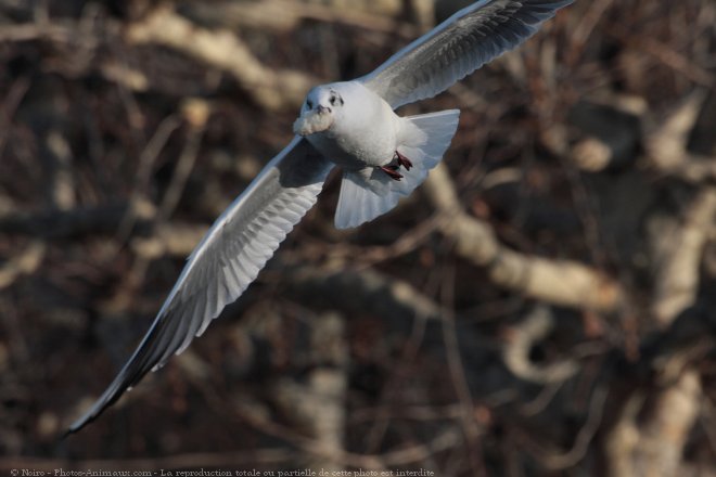 Photo de Mouette