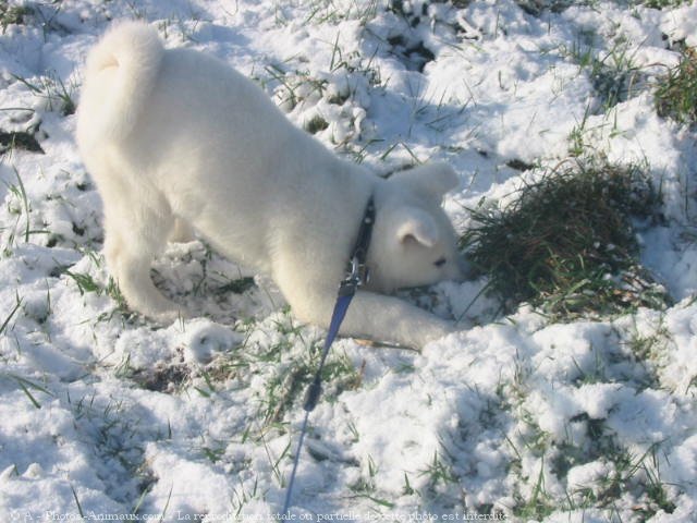 Photo d'Akita inu