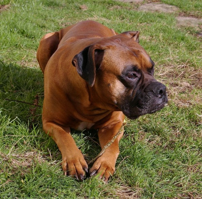 Photo de Boxer