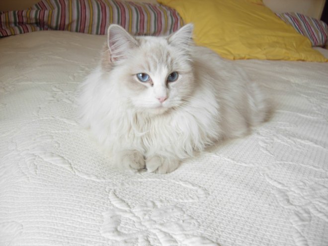 Photo de Ragdoll