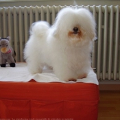 Photo de Coton de tulear