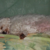 Photo de Coton de tulear