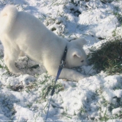 Photo d'Akita inu